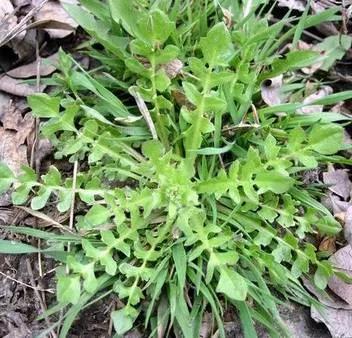 如何识别真假荠菜,假荠菜图片识别方法