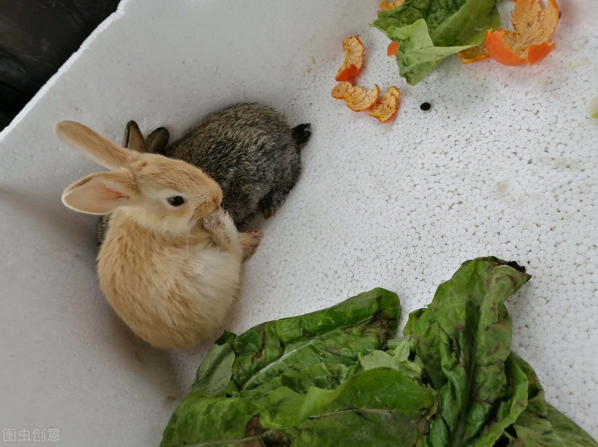 兔子腿化脓了然后死掉了,兔子伤口化脓肉腐烂不愈合