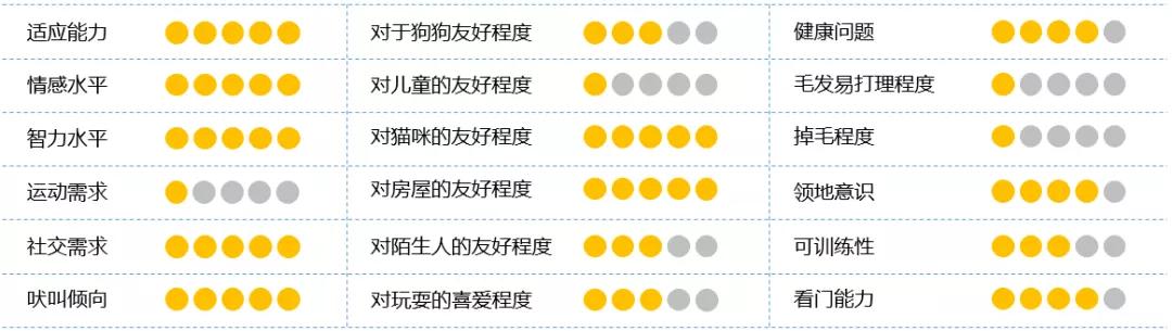 什么样的吉娃娃长不大,吉娃娃品种对比