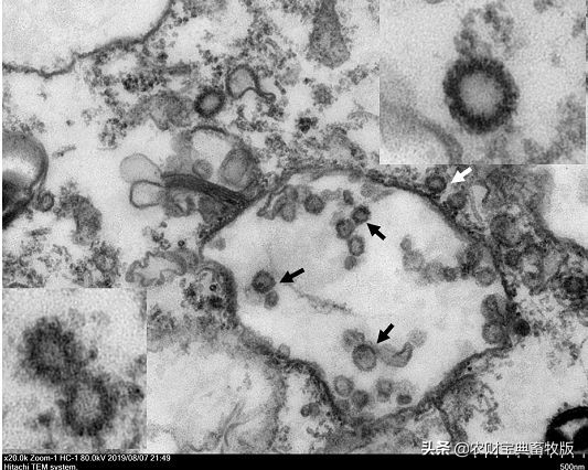 重磅！华农专家发布会详细解读：穿山甲为新型冠状病毒潜在中间宿主
