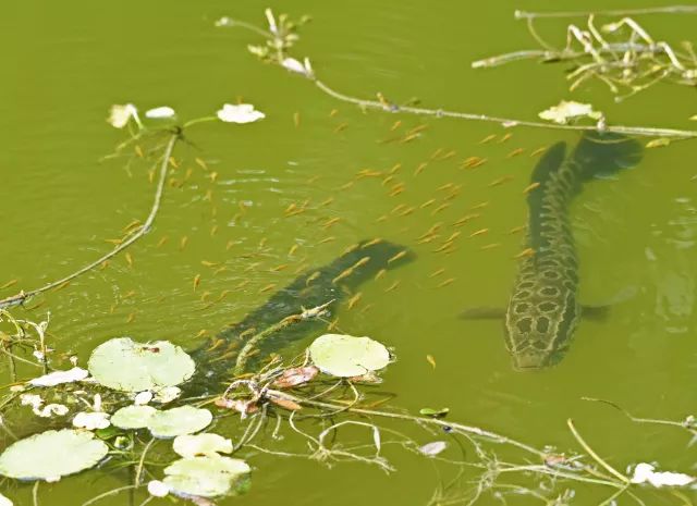 黑鱼基本都在哪,关于黑鱼的深度解析