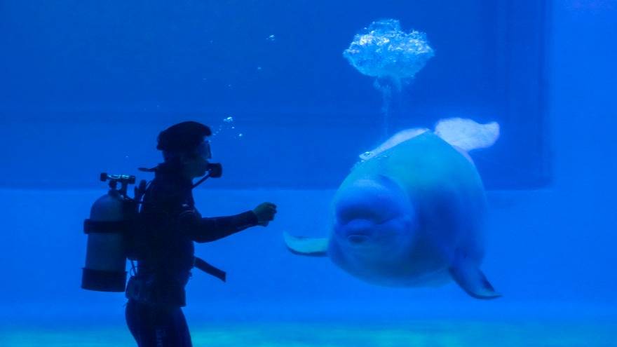 小梅沙海洋公园海底世界开放了吗,小梅沙海洋公园海底世界