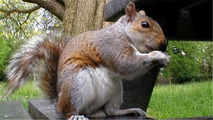 如何挑选一只亲人的魔王松鼠,新手养魔王松鼠好还是红腹松鼠