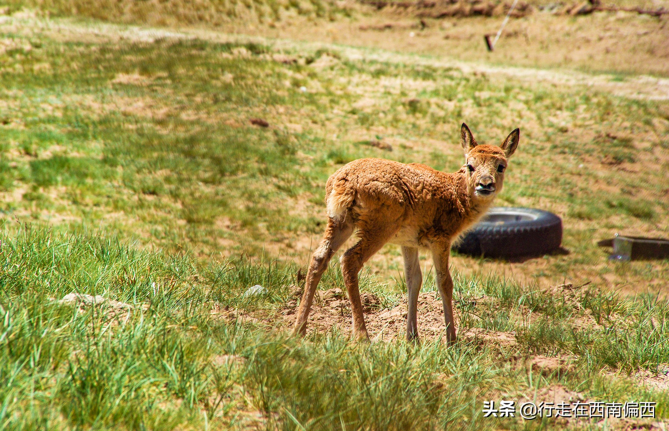 青藏线，光环之外，平凡之上的天路