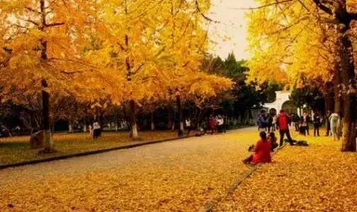 武侯银杏,武侯看银杏最好的地方