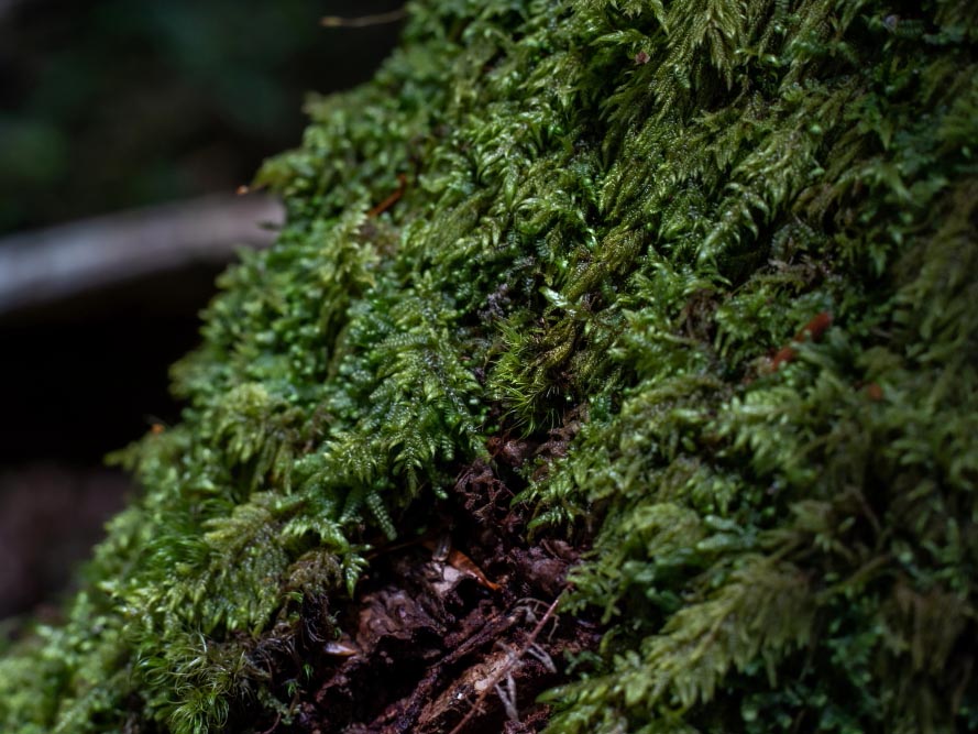 生活中苔藓,苔藓的一生经历了几个阶段