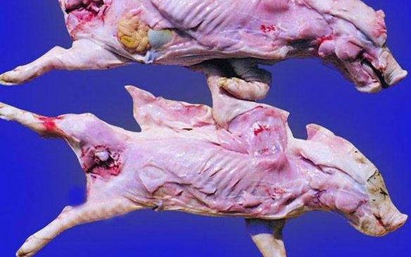 猪弓形虫病的病因分析和防治措施