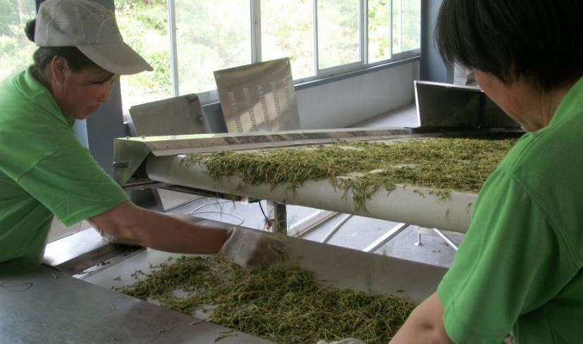 干金银花自制金银花茶的做法,金银花茶制作正确方法