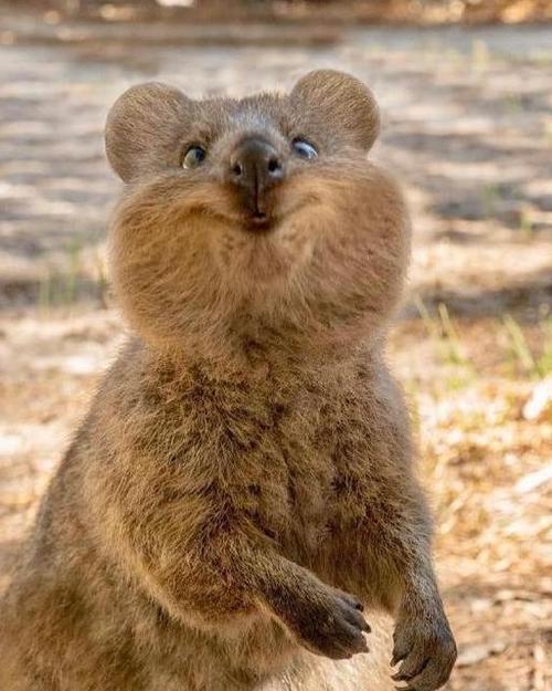 蜡笔小新中的阿呆短尾矮袋鼠,被誉为世界最开心动物短尾矮袋鼠