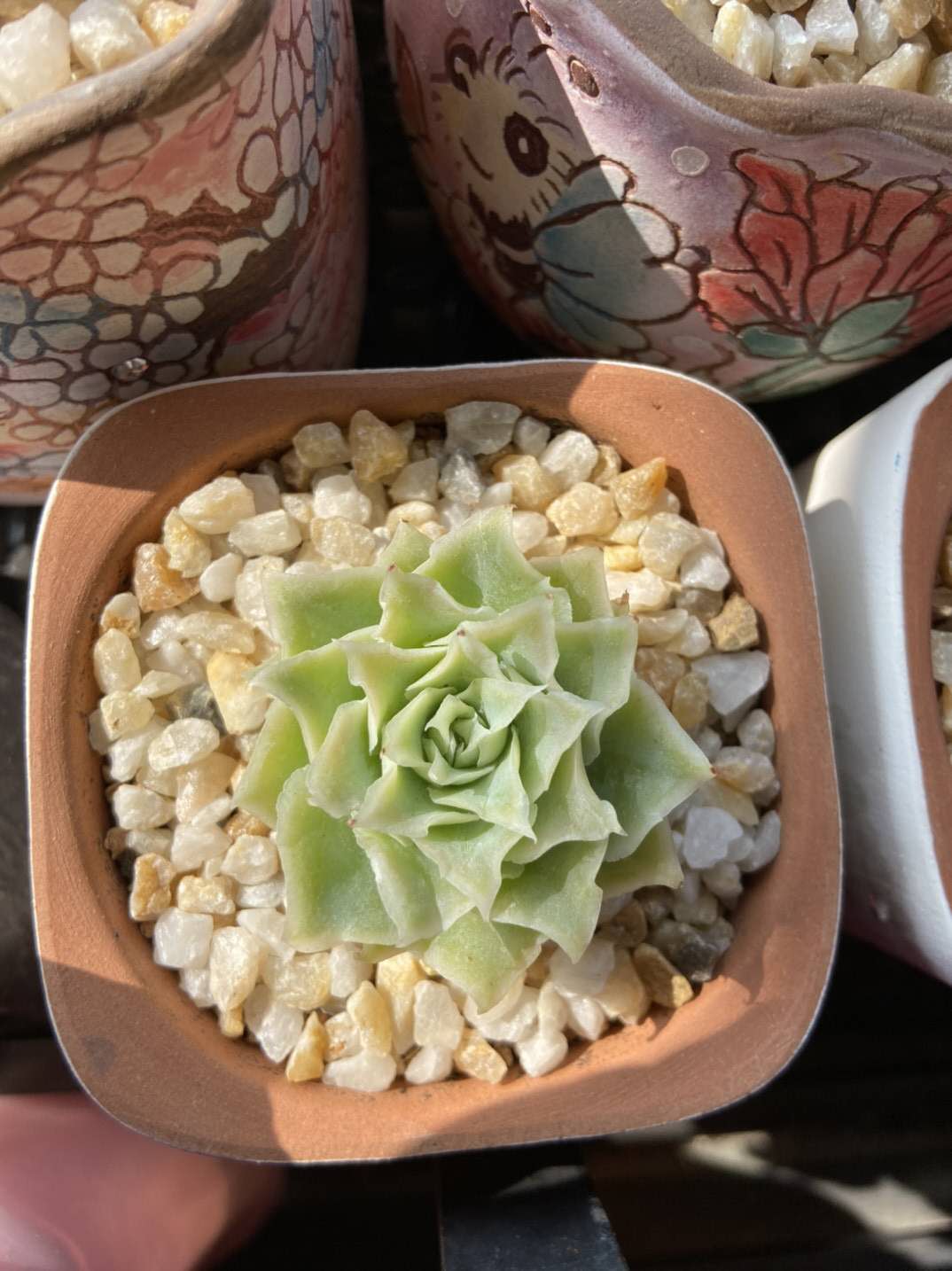 红蜻蜓多肉的养护方法和注意事项,养多肉容易出现的几种症状