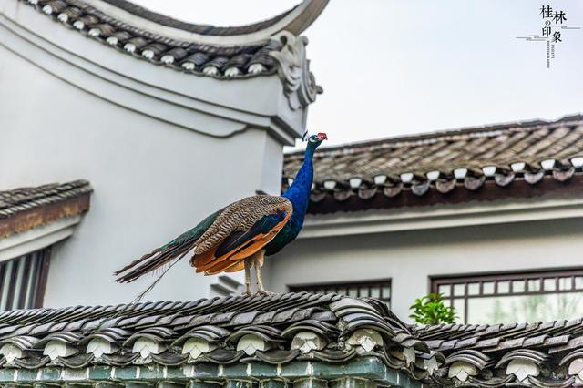 阳朔野奢度假酒店,阳朔一家知名度假酒店