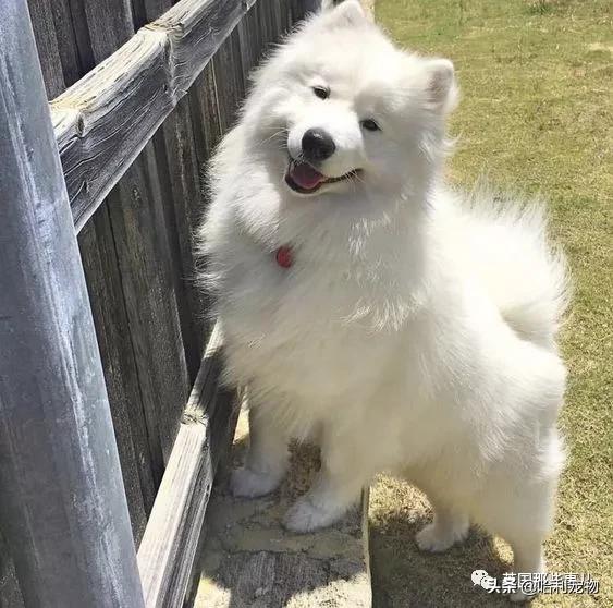 要狗看门？千万别选萨摩耶！这货除了笑不会干别的了