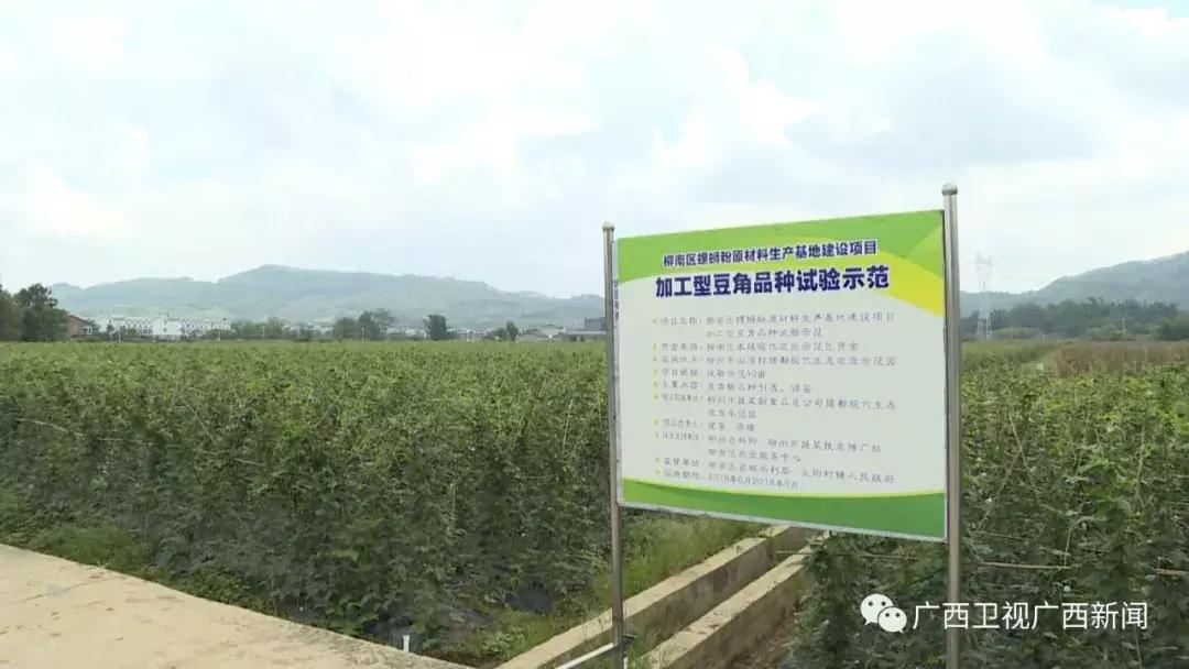 柳江区这个淘宝村太棒了！被马云看中，全广西只有3个