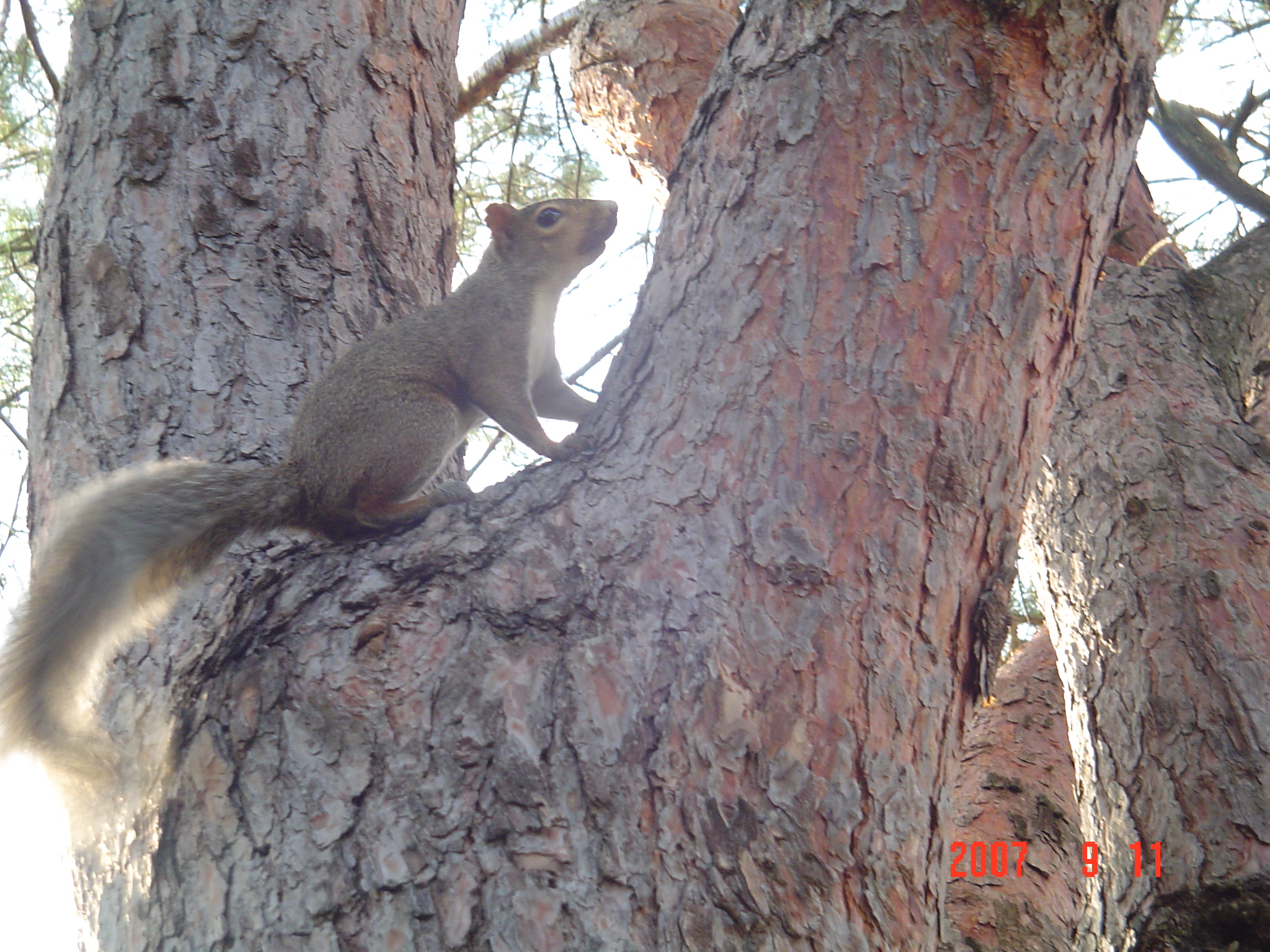 我的“大尾巴”，你在异国他乡还好吗？