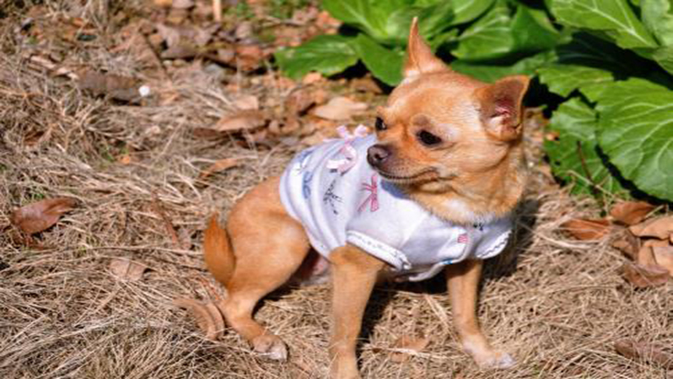 吉娃娃最好的状态,吉娃娃顶端优势