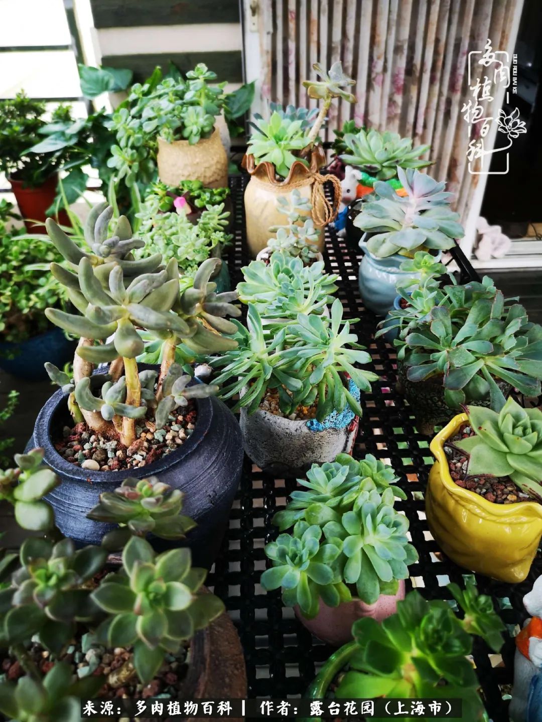 这6种多肉又粉又可爱萌翻少女心,粉粉萌萌的多肉有哪些