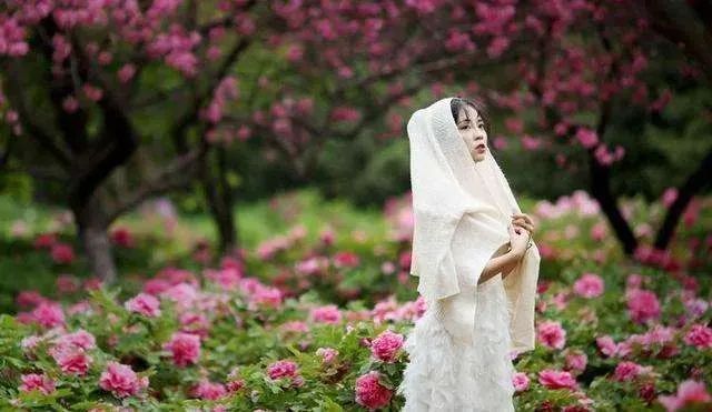 华酝牡丹园紫藤花,华酝牡丹园格桑花