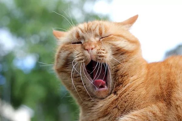 猫咪下巴脱臼,猫咪脱臼了治疗要多少钱