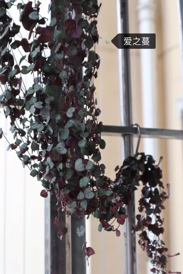 多肉名字怎么记,多肉的品种图片及名字寓意