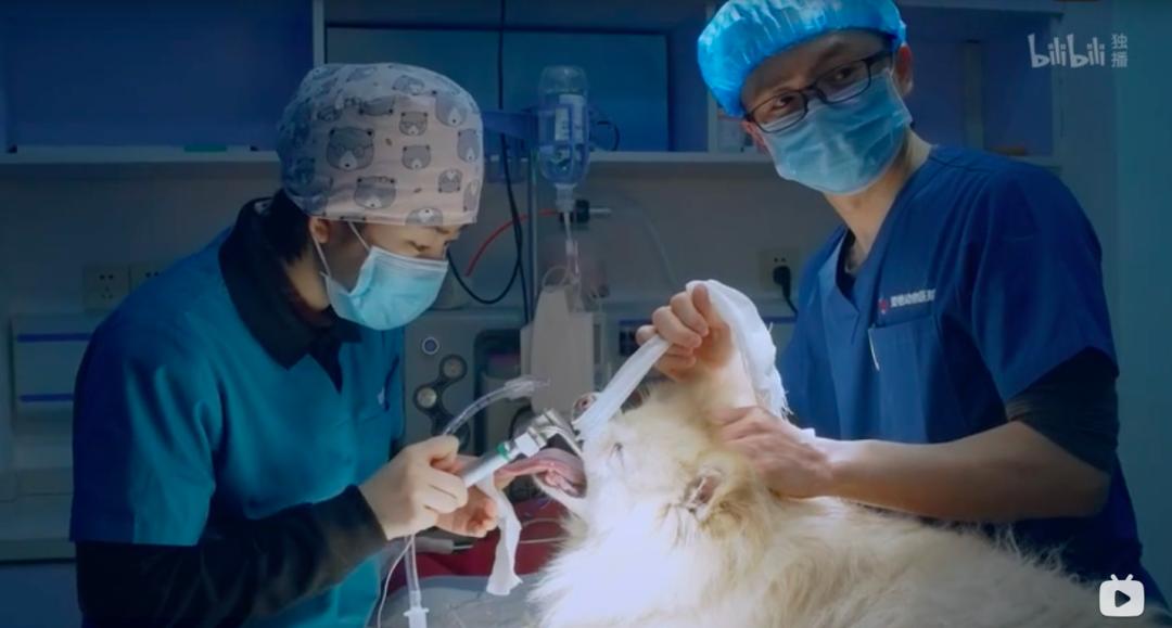 医生5天出师、35万加盟宠物店,谁在拿“毛孩子”肆意收割?