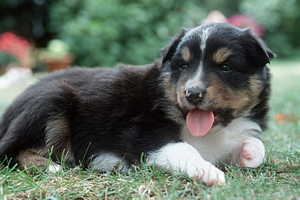 狗狗吐黄水拉不出来怎么办,狗狗吐黄水精神不好怎么办