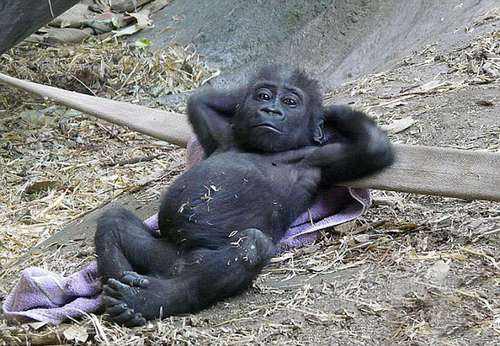 海狸是加拿大的国宝吗,加拿大国宝动物河狸简介