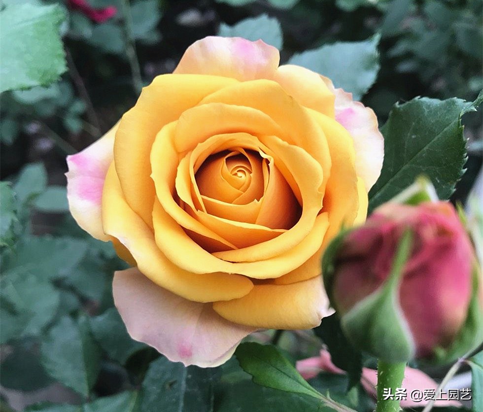 适合阳台种容易爆盆的切花月季,月季经典高颜值品种是哪个