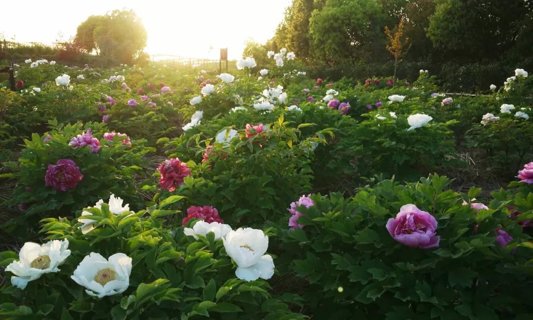 华酝牡丹园紫藤花,华酝牡丹园格桑花