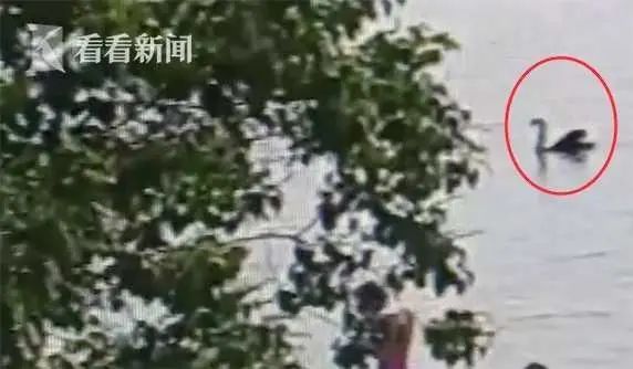 癞蛤蟆想吃到天鹅肉你不配的图片,癞蛤蟆想吃天鹅肉你同意吗