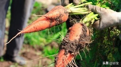 化肥为什么被称为“土地*片鸦**”?农民都好好看看吧