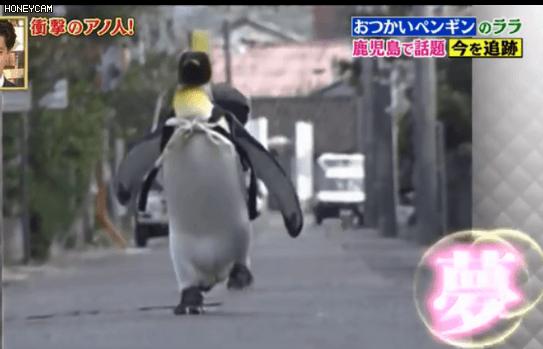 去世的企鹅复活,死去的企鹅