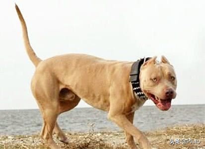 社会平头哥大战凶猛的比特犬,比特犬对战平头哥实战视频