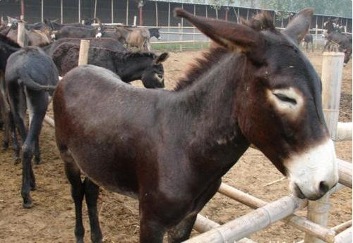 养驴需要先养草吗,养驴是为了吃肉还是干活啊