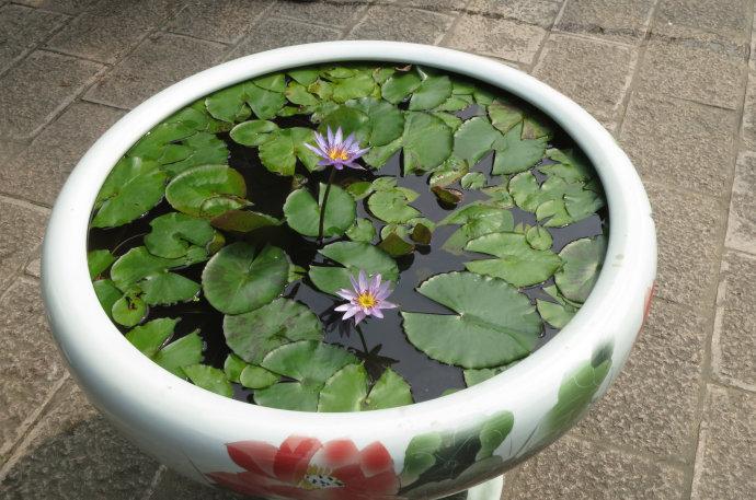造一个小水景栽种睡莲附教程,再小的花园
