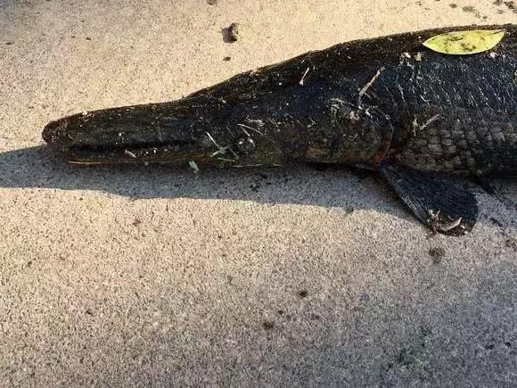 鱼塘出现大黑鱼走近一看发现真相,村民河里捉鱼遇到不明生物