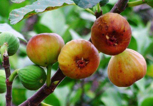 盆栽无花果结果后如何管理,盆栽无花果挂果后怎么养