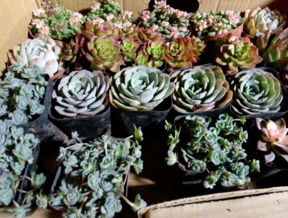 冬天多肉种好后怎么处理,多肉怎么过冬保暖