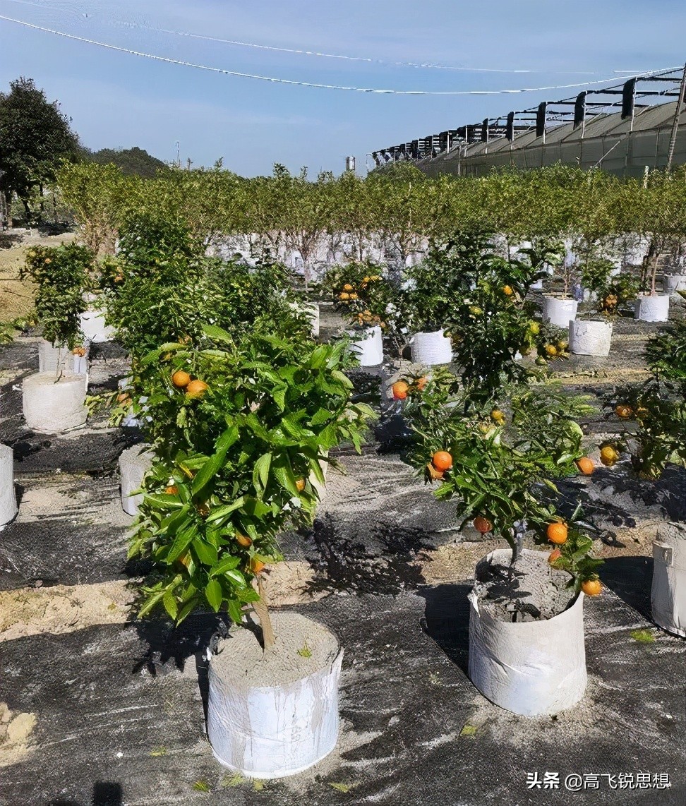 网上卖的假果树苗,假果树苗骗局揭秘