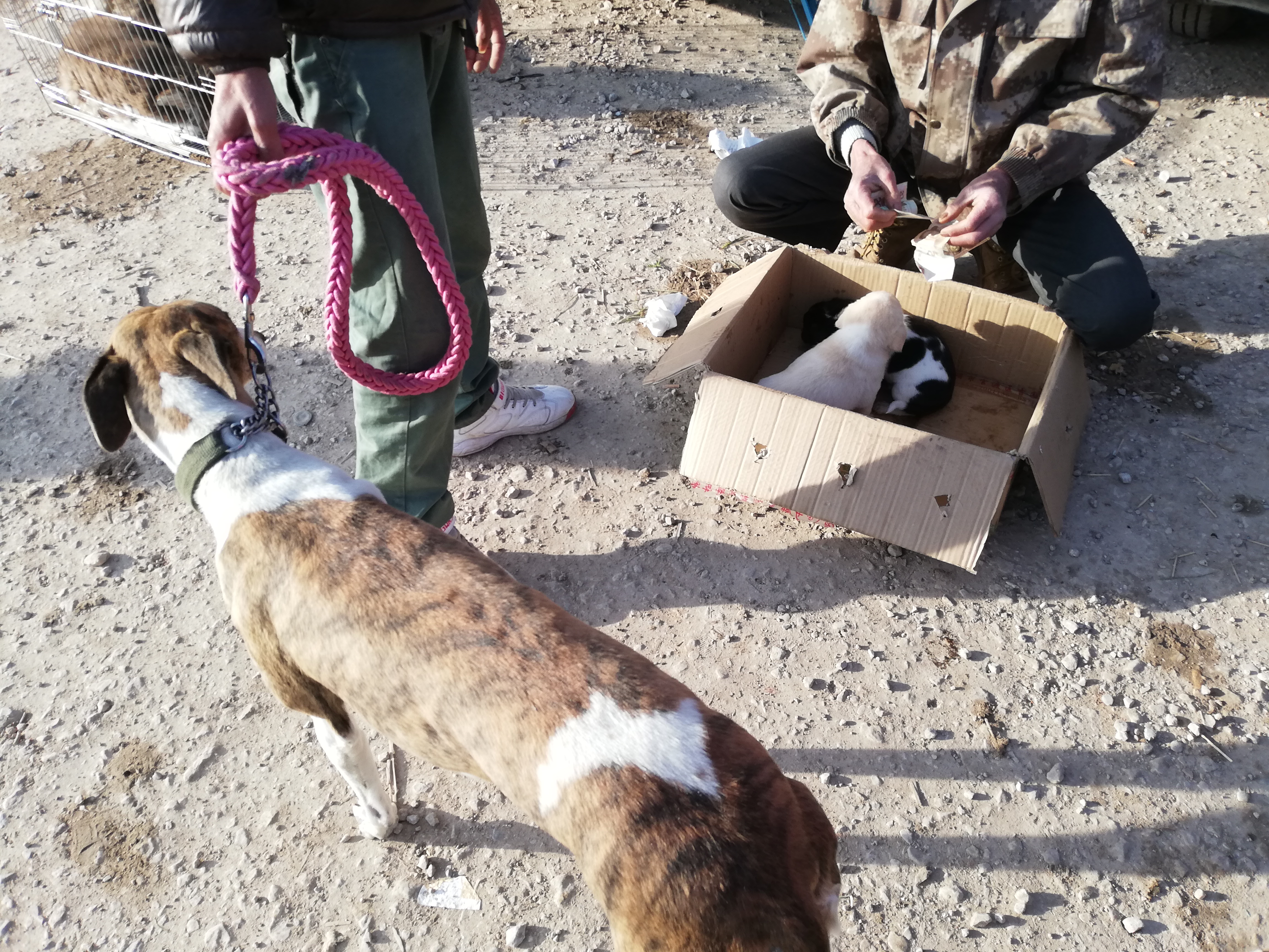 狗贩子纯种土狗,拉布拉多杂交土狗出售