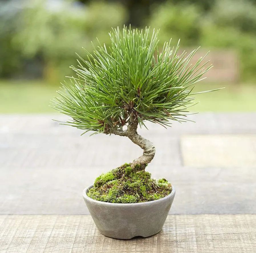 浙江小苗黑松盆景造型设计 (黑松丛林多杆盆景造型)