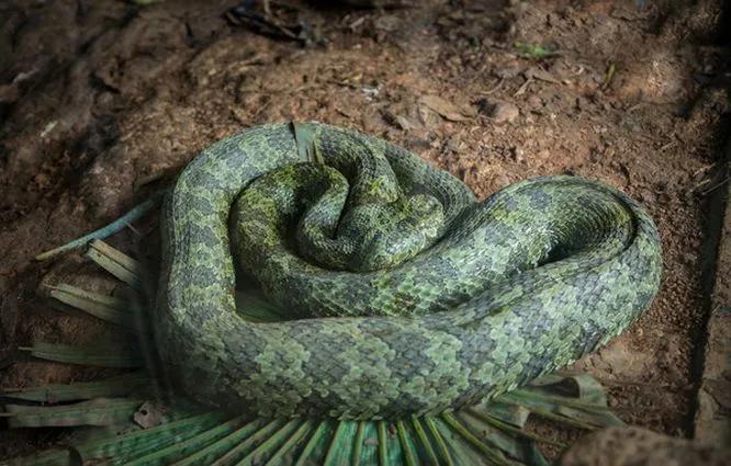 又稀有又毒又贵的蛇,黑背蛇多少钱一条