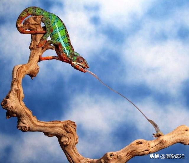 单反相机入门教程与摄影技巧,佳能500d单反相机入门教程上册