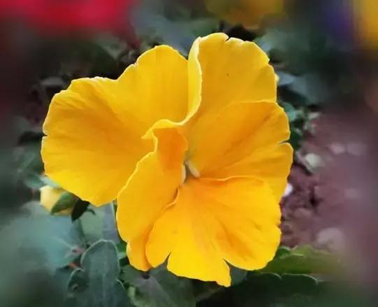 三色堇鬼脸花,三色堇为什么叫鬼脸花