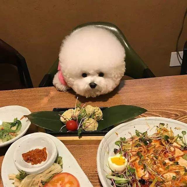 为什么都不建议养比熊狗,比熊不想养了怎么办