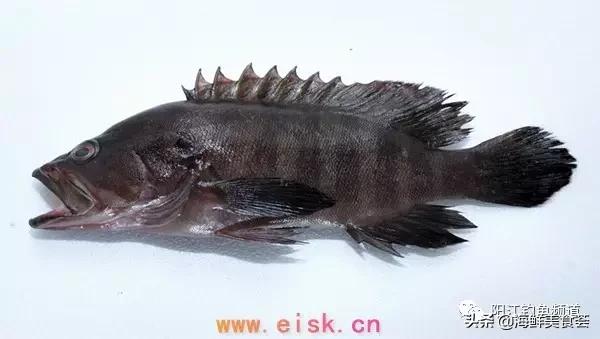 十种最受欢迎的海鱼,钓鱼人最爱的海鱼