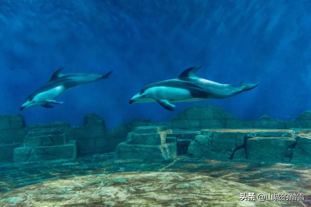 重庆巴南区旅游攻略,巴南主城区一日游的绝佳去处