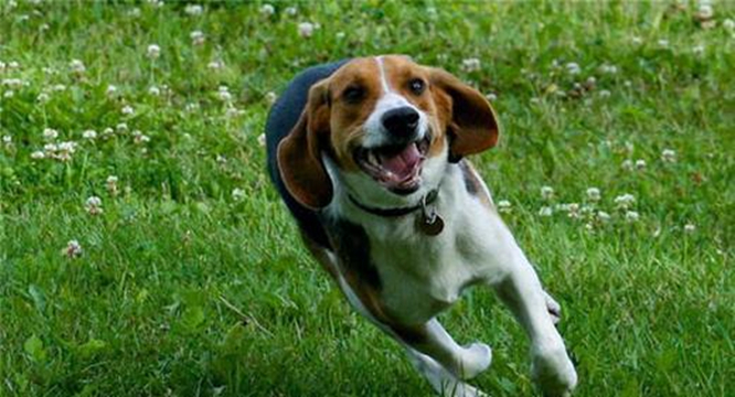 比格犬不适合新手养,拉布拉多和比格犬缺点