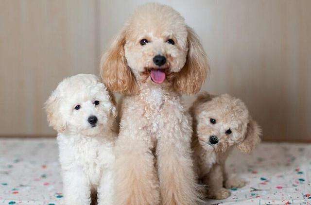 养泰迪的禁忌,泰迪不能吃哪些食物