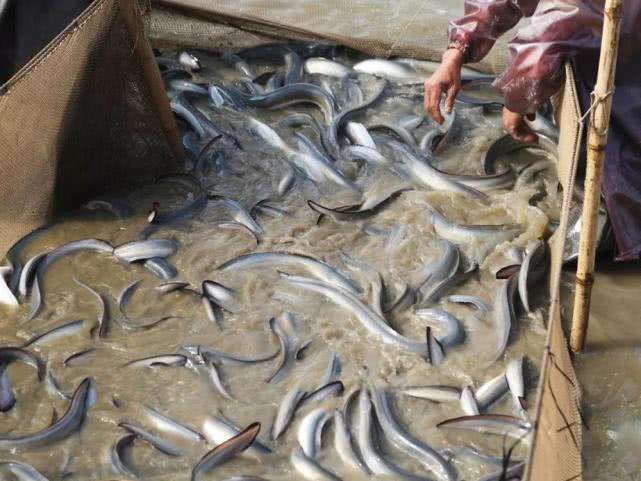 一生只有一次繁殖机会的海底生物,一生只生育一次的物种