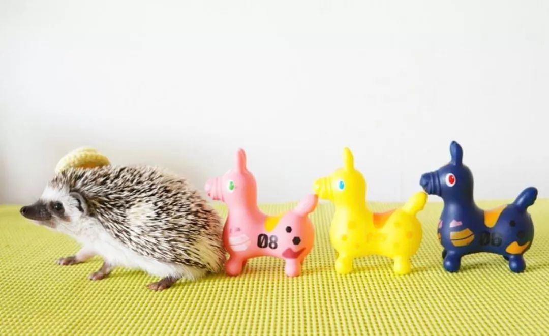 养一只戏精宠物是什么体验,养了一只小狐狸是什么体验